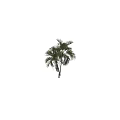 Two Tall Palm Trees With Slender Trunks And Lush Green Fronds