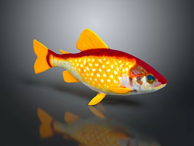 Colorful Aquatic Fish with Red Yellow Body White Spots Orange Fins Tail Dark Background Reflection 3d model
