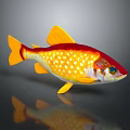 Colorful Aquatic Fish with Red Yellow Body White Spots Orange Fins Tail Dark Background Reflection