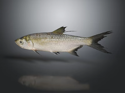 Silver Fish With Silver Body And Black Fins Tail On Gray Background Showing Reflection Below 3d model