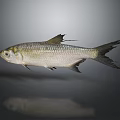 Silver Fish With Silver Body And Black Fins Tail On Gray Background Showing Reflection Below