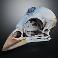 Organic Bird Skull Skeletal Anatomy Showing Natural Holes And Wear Structure Details In Form