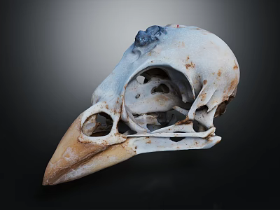 Organic Bird Skull Skeletal Anatomy Showing Natural Holes And Wear Structure Details In Form 3d model
