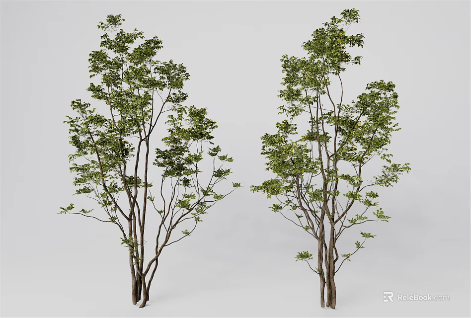 Two Arbor Trees With Slender Trunks And Lush Green Foliage On Light Background 3d model