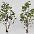 Two Arbor Trees With Slender Trunks And Lush Green Foliage On Light Background 3d model