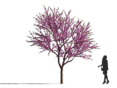 Blooming Arbor With Purple Flowers And Woman Silhouette In Outdoor View 3d model