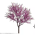 Blooming Arbor With Purple Flowers And Woman Silhouette In Outdoor View