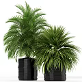 Assorted Bonsai Potted Plants With Green Yellow Leaves In Black Containers