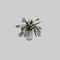 Transparent Glass Vase With Vertical Stripes Holding Fresh White Tulips And Green Leaves