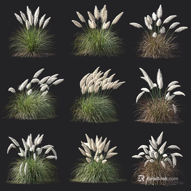 Assorted Ornamental Grass Varieties Displaying White Plume Flowers And Green Foliage In Grid Arrangement 3d model 