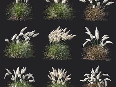 Assorted Ornamental Grass Varieties Displaying White Plume Flowers And Green Foliage In Grid Arrangement 3d model