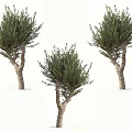Three Olive Trees With Natural Green Foliage Displayed In Different Angles For Decorative Landscaping