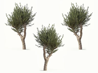 Three Olive Trees With Natural Green Foliage Displayed In Different Angles For Decorative Landscaping 3d model