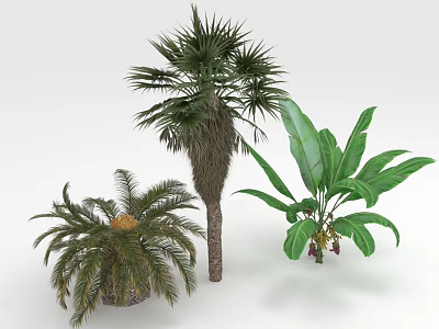 Fresh Fruits From Tropical Palm And Banana Plants As Natural Food Sources 3d model