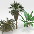 Fresh Fruits From Tropical Palm And Banana Plants As Natural Food Sources