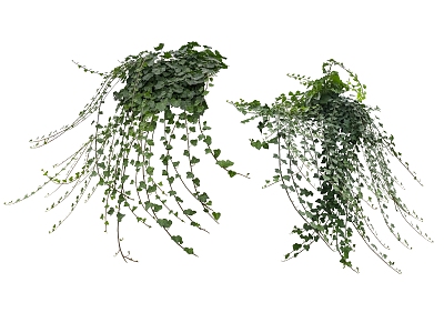 green plant vine model