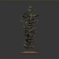 Different Sizes Pine Trees Growing On Green Grass With Red Border Base