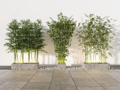Tall Lush Bamboo Bonsai Plants In Square Pots With White Background And Gray Stone Floor 3d model