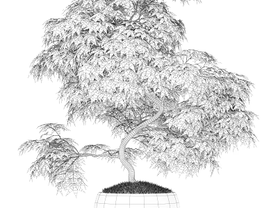 Potted Arbor With Lush Foliage Curved Trunk And Detailed Line Art Style 3d model