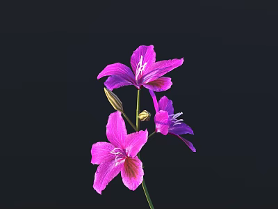 Purple Flowers With Petal Patterns On Black Background Three Blooming And One Bud 3d model