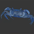 Brown Crab With Large Claws And Textured Shell On Dark Reflective Surface 3d model