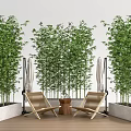 Tall Bamboo Plants In Outdoor Patio With Wooden Lounge Chairs And Concrete Planters