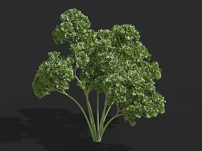 Fresh Green Parsley Herb With Vibrant Leaves And Stems On Black Background 3d model