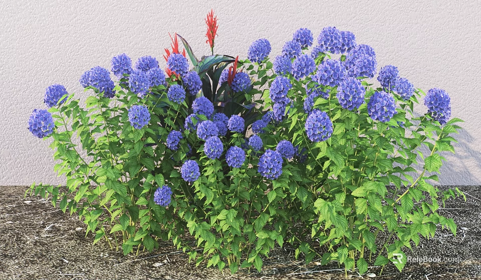 Beautiful Shrub with Blue Hydrangea Flowers Red Blooms and Green Leaves Against Light Colored Wall 3d model 