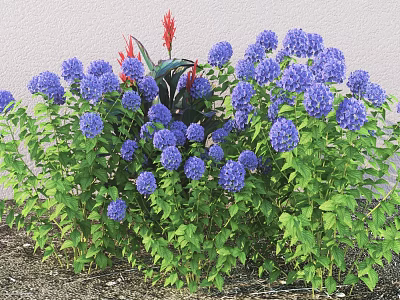 Beautiful Shrub with Blue Hydrangea Flowers Red Blooms and Green Leaves Against Light Colored Wall 3d model