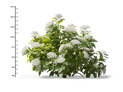 Hydrangea Purple Sunflower Hydrangea Hydrangea Hydrangea Flower Shrub Flowers Common Flowers Garden Flower Mirror Ornamental Flowers 3d model