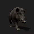 Realistic Wild Boar 3D Model With Detailed Fur Texture And Dark Background
