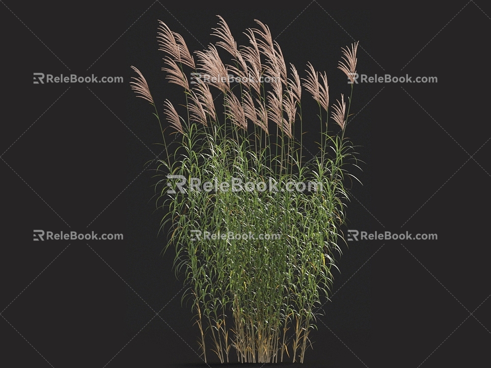 Amaranthus chinensis five-section manganthus grass barley grass giant manganthus Chinese manganthus grass pampas grass weeds 3d model