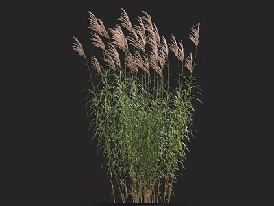 Amaranthus chinensis five-section manganthus grass barley grass giant manganthus Chinese manganthus grass pampas grass weeds 3d model