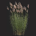 Pampas Grass Plant with Tall Stems Feathery Plumes and Vibrant Green Foliage