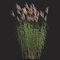 Amaranthus chinensis five-section manganthus grass barley grass giant manganthus Chinese manganthus grass pampas grass weeds 3d model