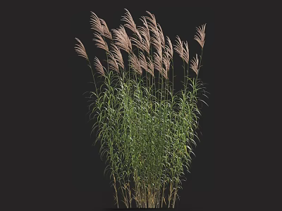 Pampas Grass Plant with Tall Stems Feathery Plumes and Vibrant Green Foliage 3d model