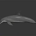 Realistic Gray Dolphin with Open Mouth on Dark Reflective Surface 3d model