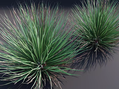 Green Shrubs With Slender Leaves And Lush Foliage In Natural Outdoor Garden 3d model