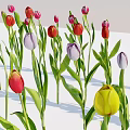 Various Colored Flowers With Green Stems And Leaves On White Background