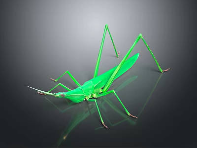 Green Praying Mantis With Slender Legs On Dark Reflective Background Surface 3d model