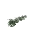 Row Of Flowering Shrubs With White Blooms For Outdoor Garden Landscaping Design
