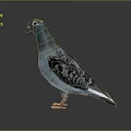 Blue Gray Pigeon With Spotted Wings Red Eyes And Pink Feet Standing On Smooth Reflective Surface