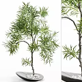 Decorative Bonsai Plant With Lush Green Leaves Slender Branches And Natural Shape