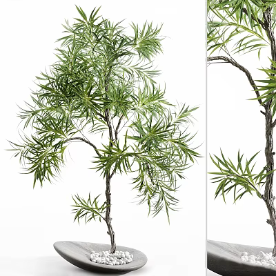 Decorative Bonsai Plant With Lush Green Leaves Slender Branches And Natural Shape 3d model