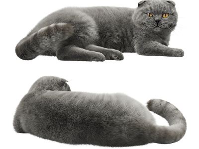 Modern Cat Short-haired Cat Blue Cat Pet Cat Small Animal Kitten 3d model