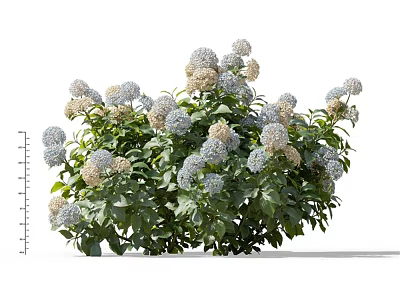 Lush Hydrangea Plant With Blue And White Blooms And Green Leaves 3d model