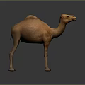 Isolated Detailed Brown Dromedary Camel Standing Full Body View On Neutral Background