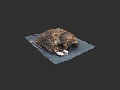 Curled Up Cat Sleeping Comfortably On Blue Mat With Soft Surface 3d model