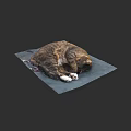 Curled Up Cat Sleeping Comfortably On Blue Mat With Soft Surface