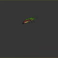 Modern Ladybug Bug 3d model